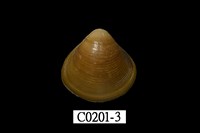 藏品(日本蜆)的圖片